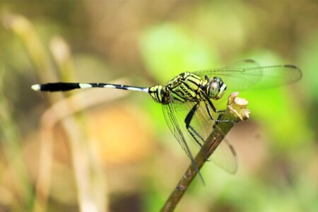 Dragonfly kebo dragonfly insects