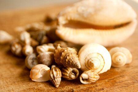 Sea Shells Variety photo