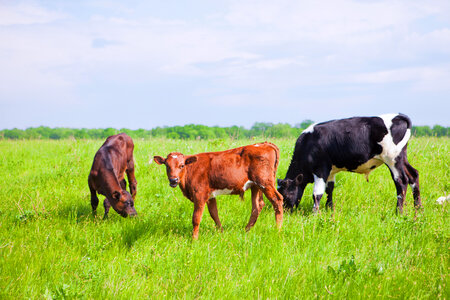 Cows on farmland photo