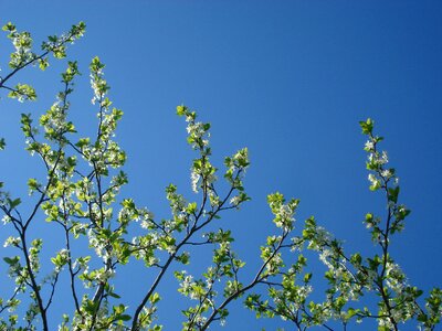 Flowering tree springtime tree photo