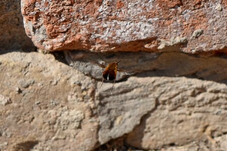 Flying arthropod insect