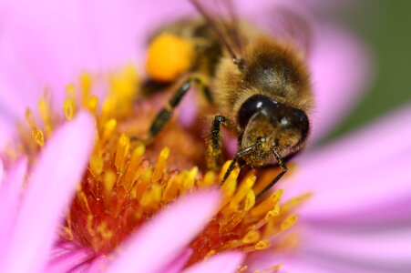 Honey pollen nectar photo