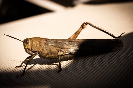 Animal arthropod bug