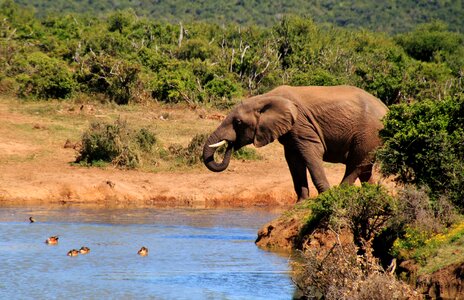 Africa safari national park photo