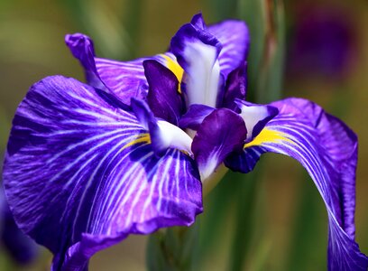 Beautiful beautiful flowers bloom