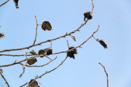 Winter branch frost photo