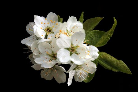 Beautiful Flowers beautiful photo bloom
