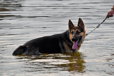 German shepherd dog tongue photo