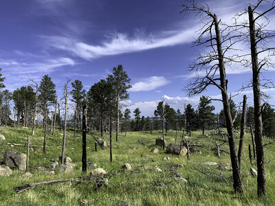 Trees and grass landscape at Devil's Tower