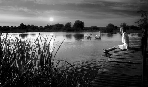 Lake pond white swan photo