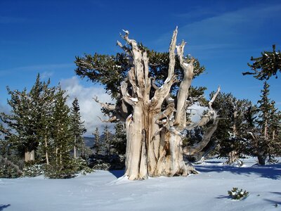 Trees pinus longaeva winter photo