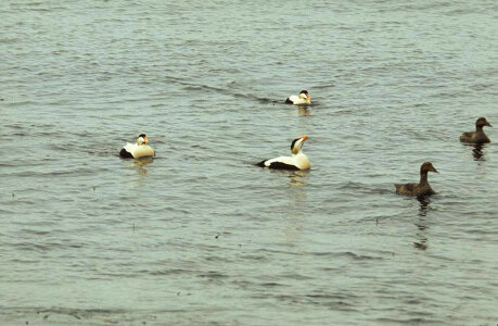Common Eider Drakes and Hens