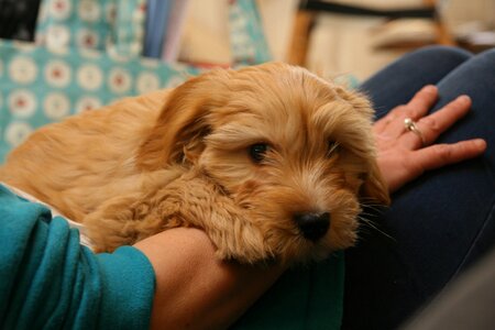 Pet tibetan cute photo