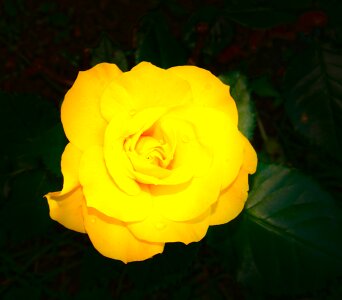 Yellow bloom petal