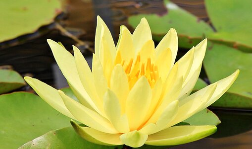 Aquatic beautiful flowers beautiful photo