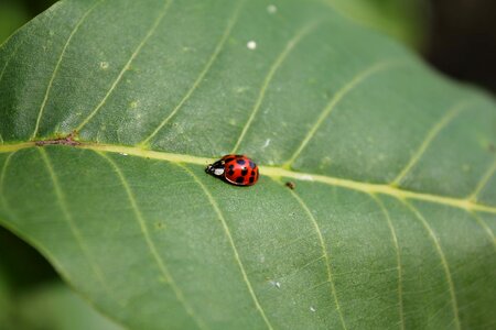 Ladybug beetle side view