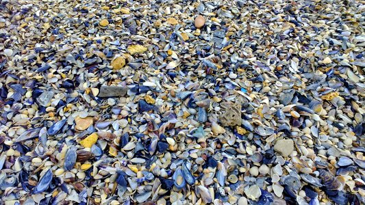 Sea beach seashells