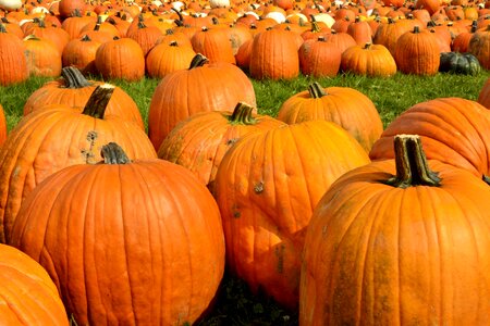 Squash october thanksgiving