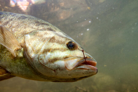 Fish hook in Smallmouth bass photo