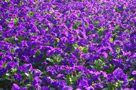 Viola wittrockiana violet purple