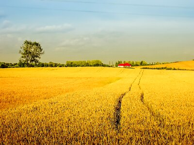 Field crops summer corn