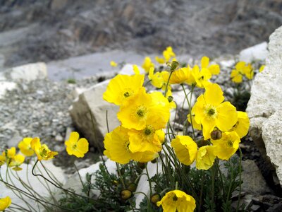 Bloom yellow alpine plant photo