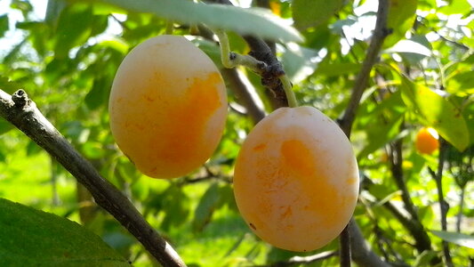 Fruit orchard organic photo