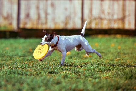 Dog Catching Frisbee photo