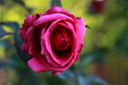 Beautiful Red Pink Rose photo