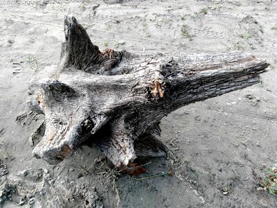 Beach daylight driftwood