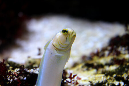 Fish sticking out of the ground