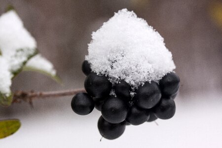 Black berries transition