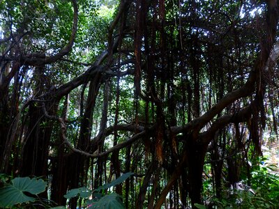 Tropical thicket plant photo