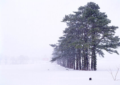 Tree Covered With Snow