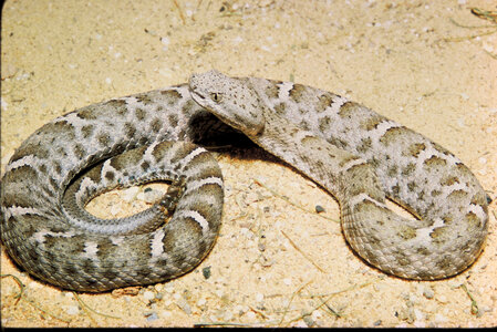 Mexican Ridged-nosed rattlesnake
