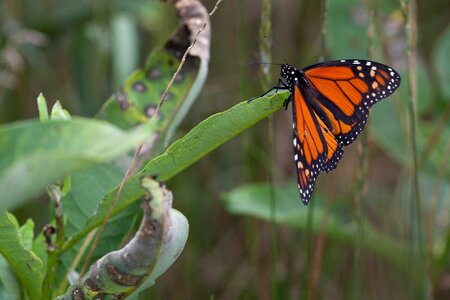 Asclepias Syriaca beautiful photo bug