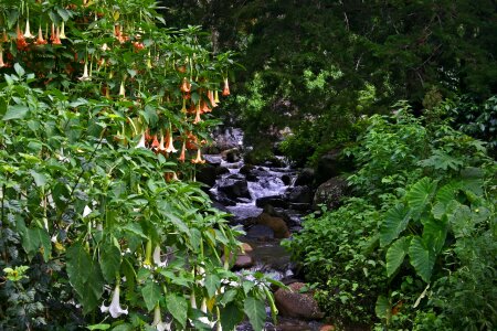 Creek brook stream photo