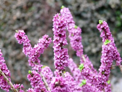 Kellerhals daphne plant