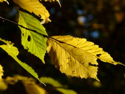 Horn tree leaves fall color photo