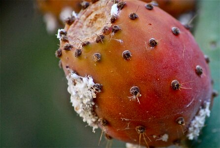Cactus vegetable nature