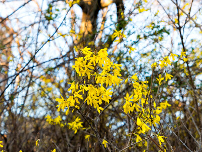 Yellow Spring Flowers photo
