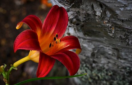 Summer lily red