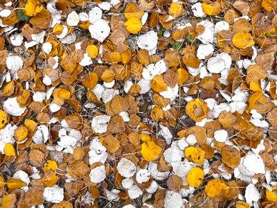 Carpet leaves autumn autumn leaves photo