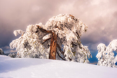 Winter scenery with snowy pine photo