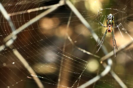 Animal web nature