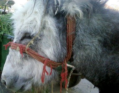 Chief donkey 
