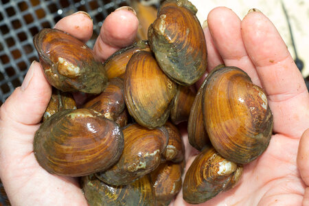 Laser engraved freshwater mussels-2