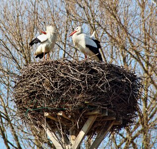 Stork couple storks breed