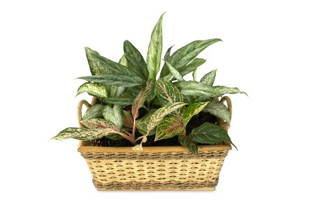 Ornamental plants plant green