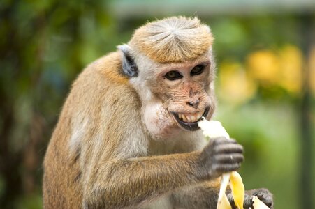 Animal banana beautiful photo